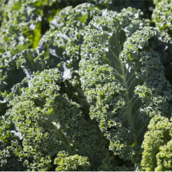 Jarmuż Starbor F1 2500 nasion precyzja st